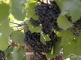 Seeds Sprout For Dombai And Krisztia – Peter Krisztia